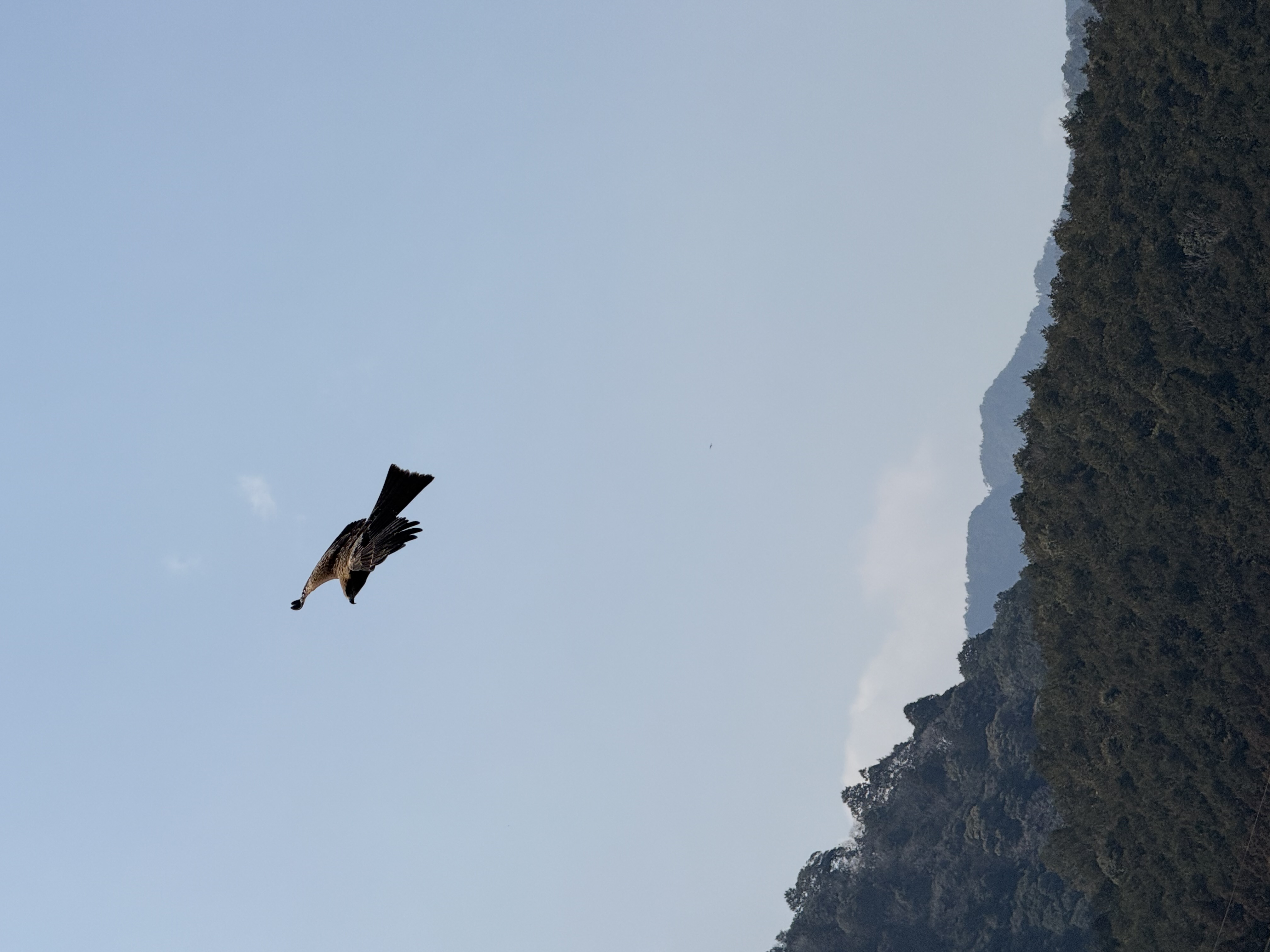 A black-tailed kite (bird) soars above some trees