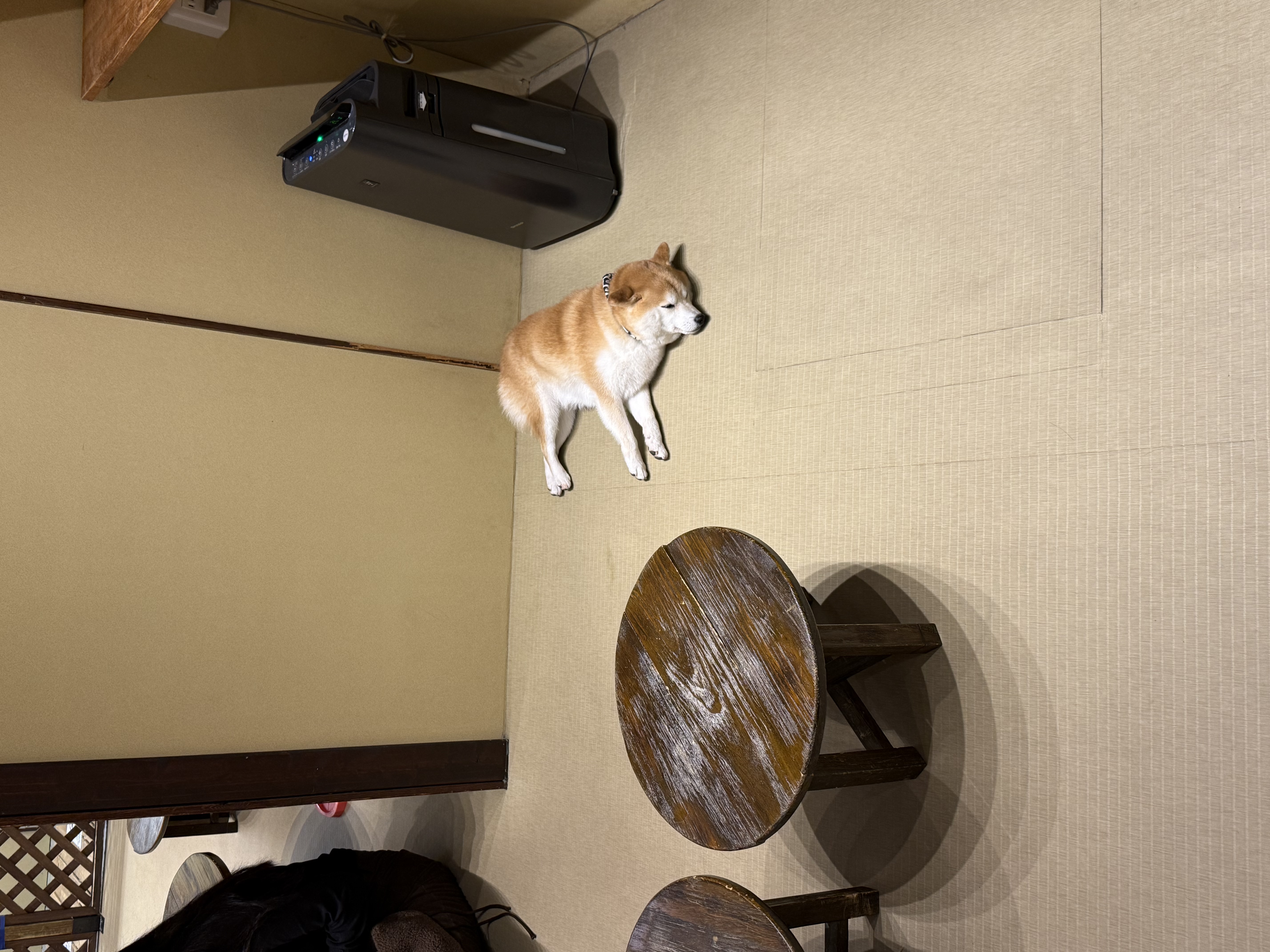 A Shiba Inu lies grumpily on the floor