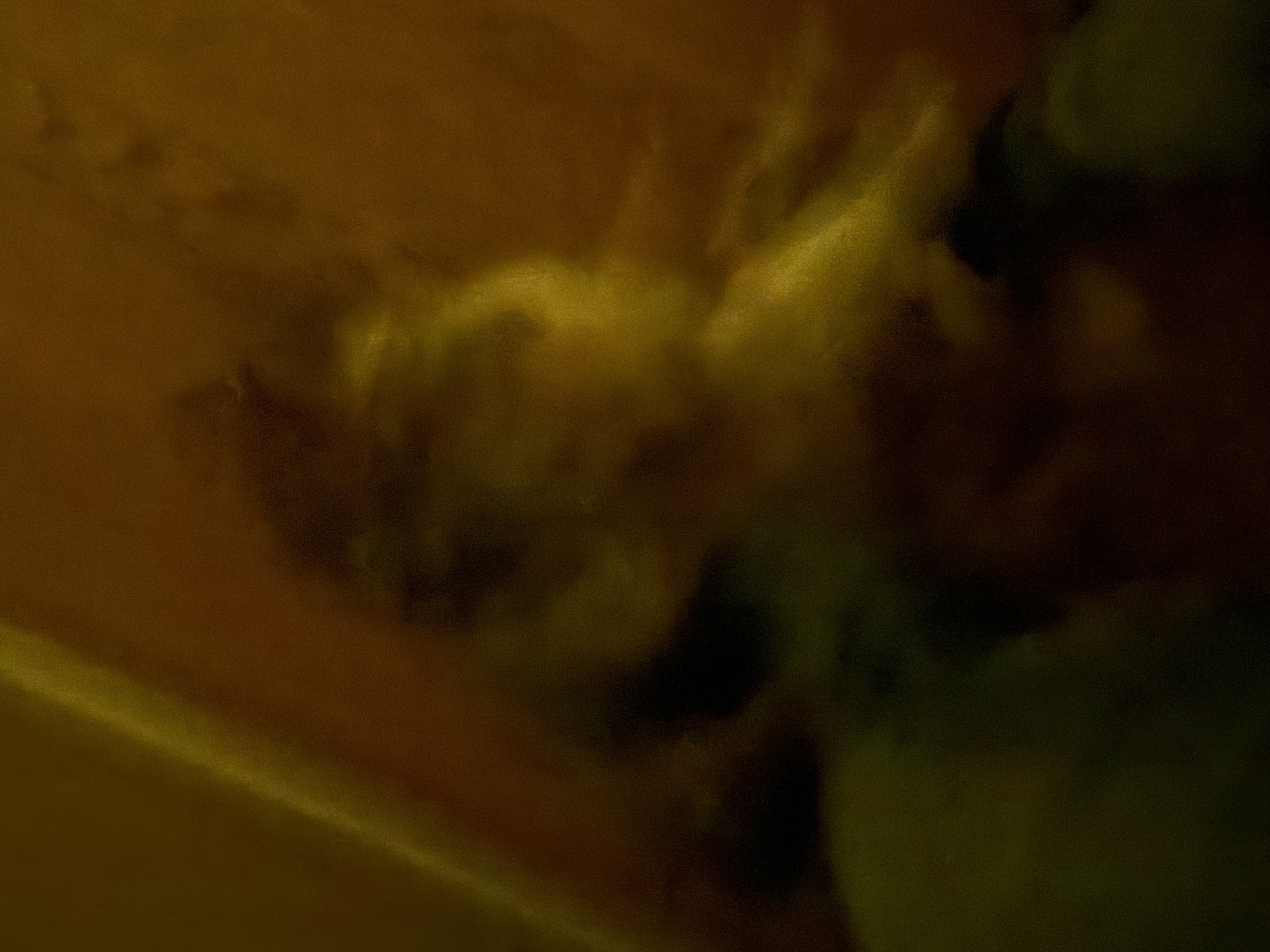dog lying on the floor