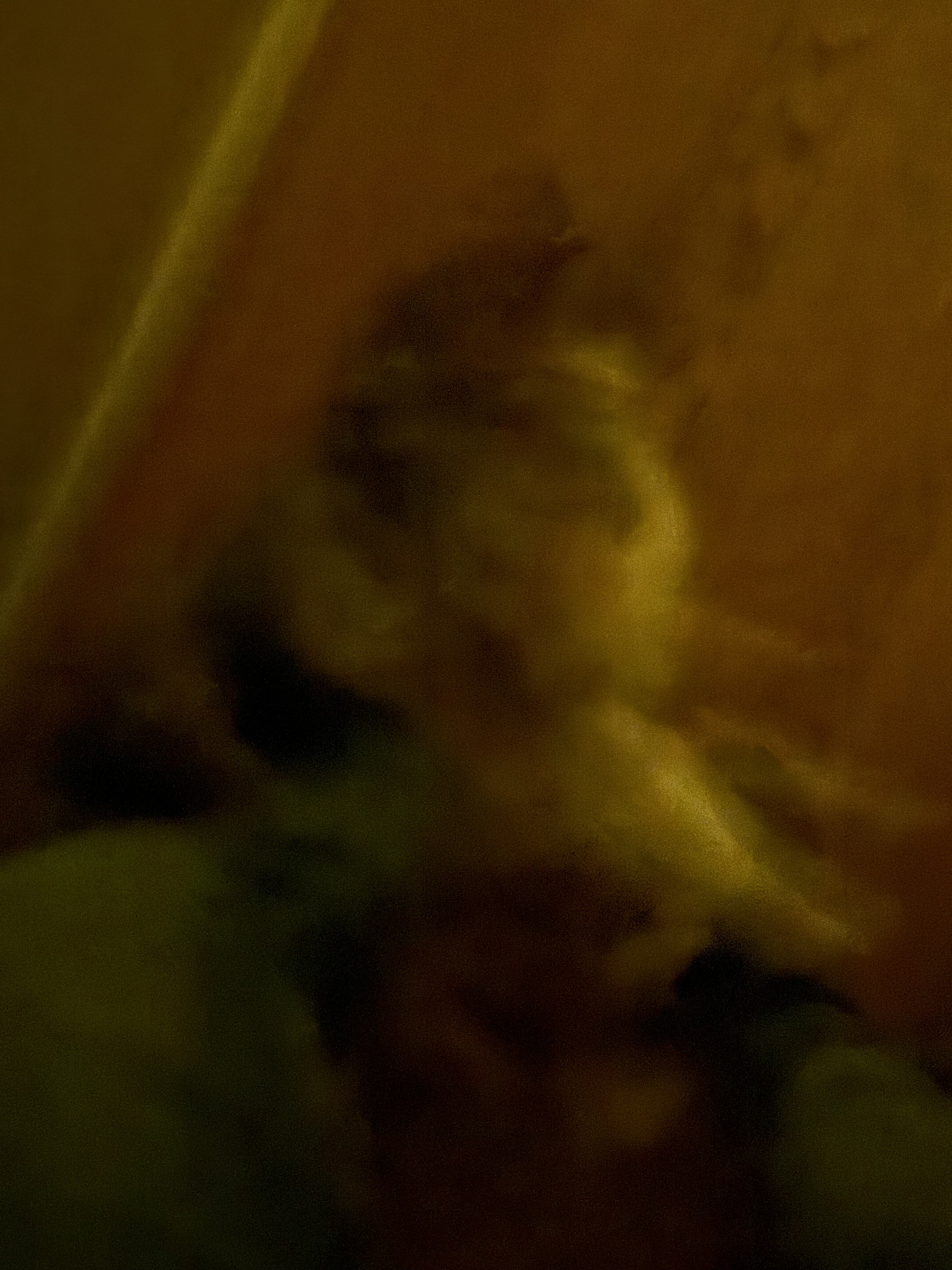 dog lying on the floor