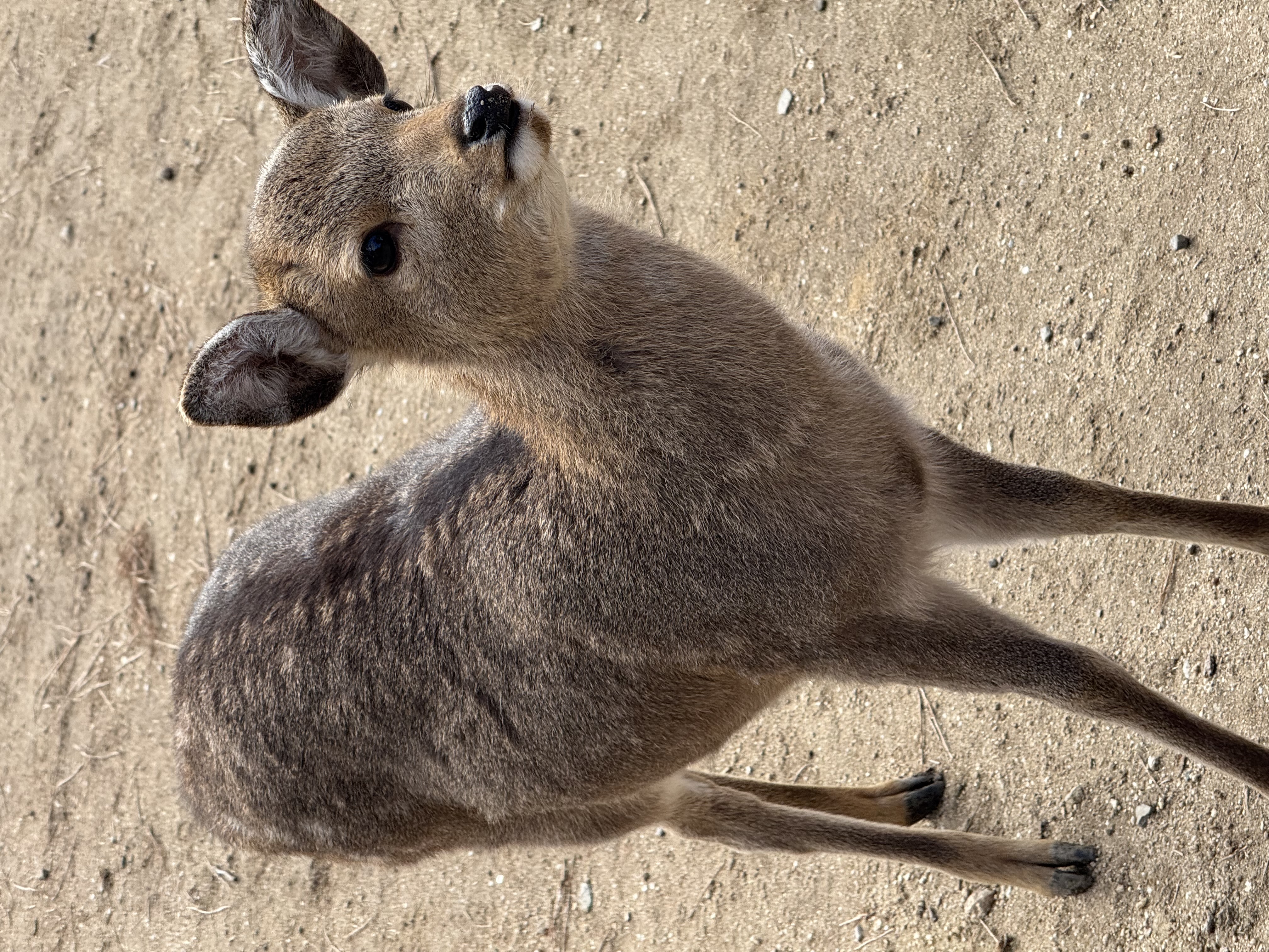 A young deer looks expectantly past the camera
