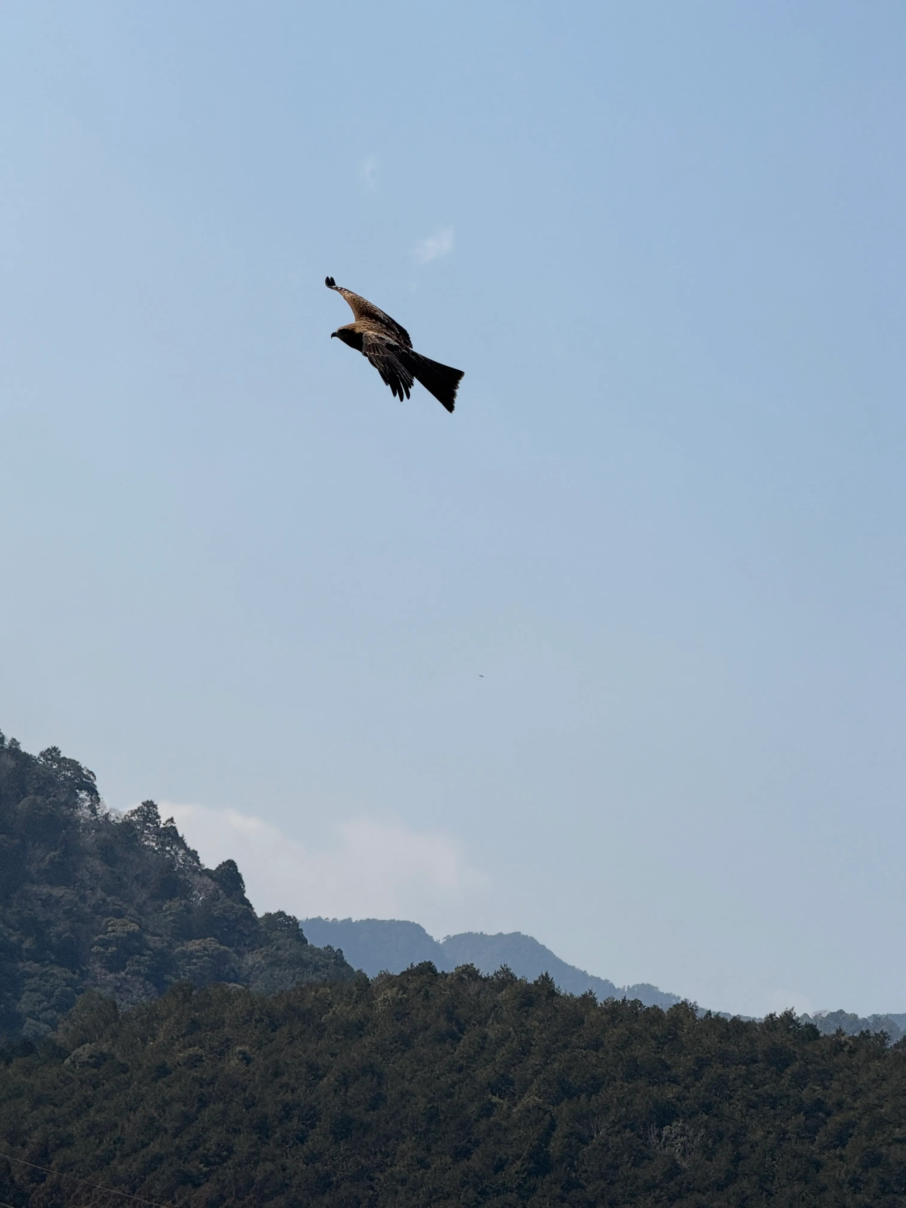 A black-tailed kite (bird) soars above some trees