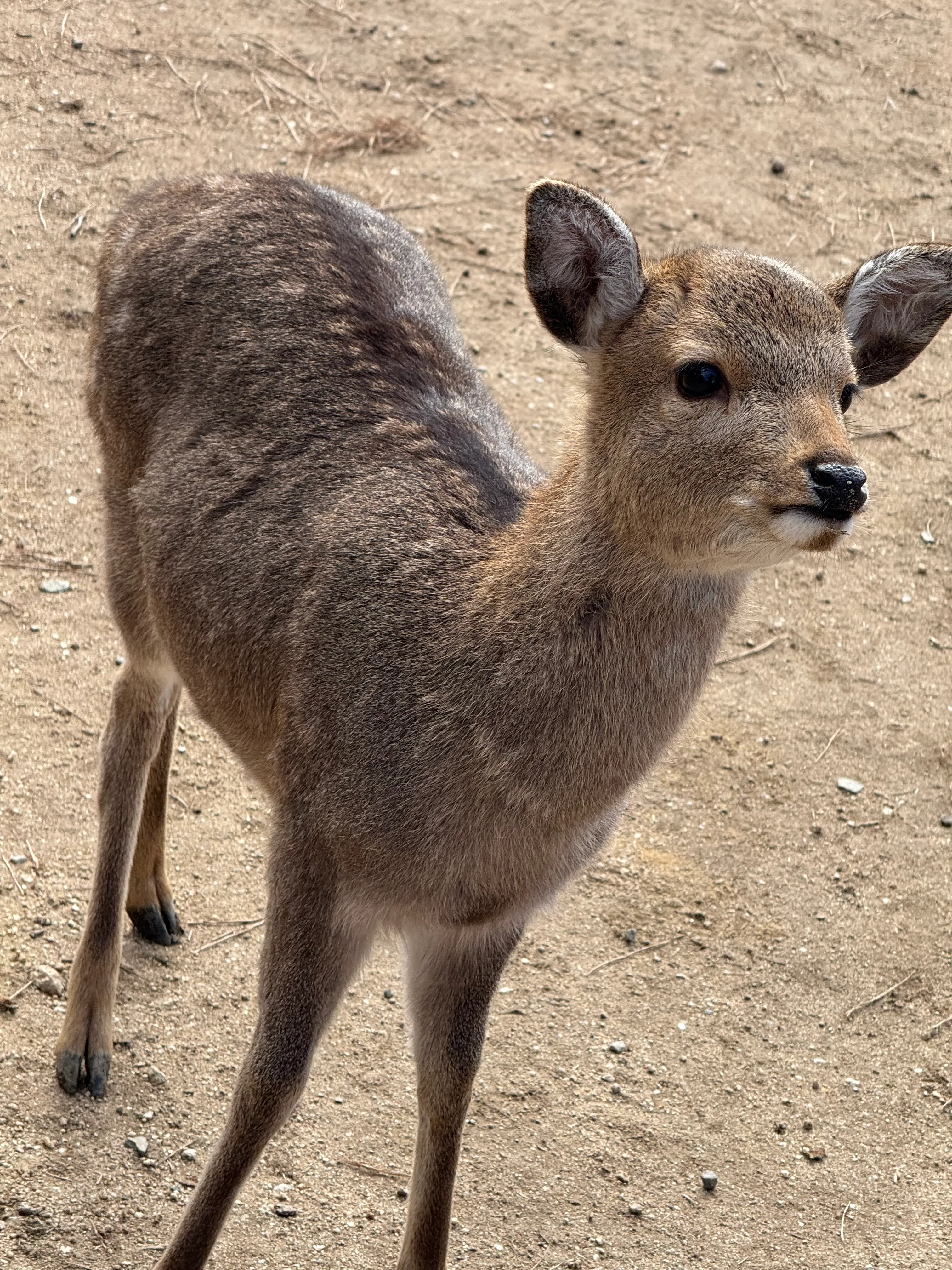 A young deer looks expectantly past the camera