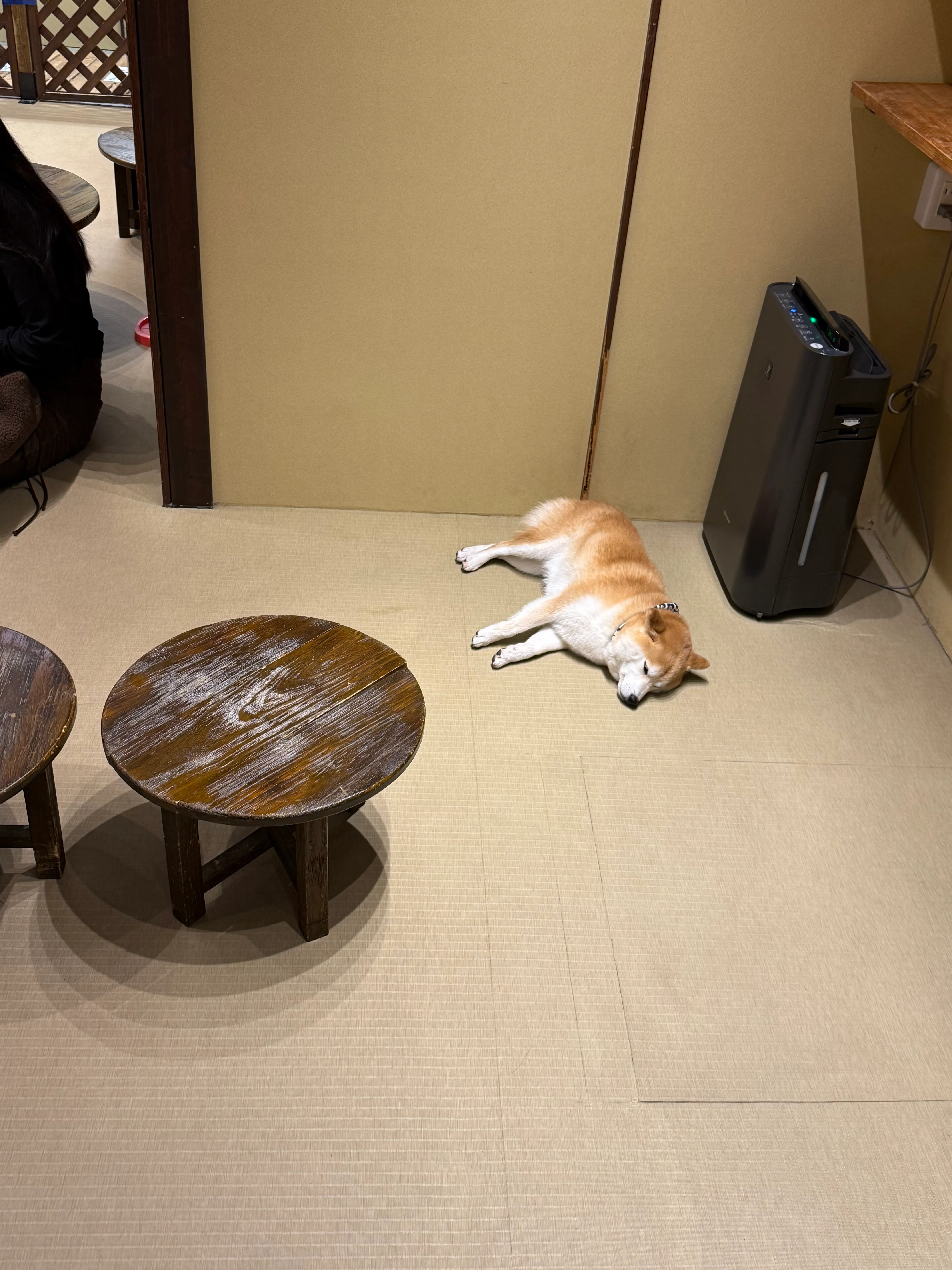 A Shiba Inu lies grumpily on the floor